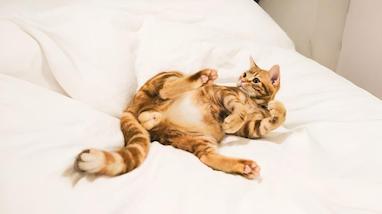 عواقب عقیم سازی سگ‌ها و گربه‌ها