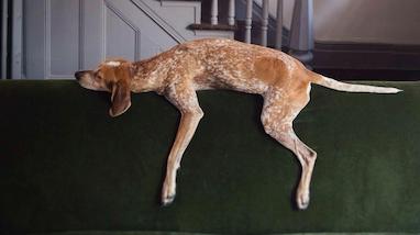 سگ ها هم دچار ADHD میشن؟!!