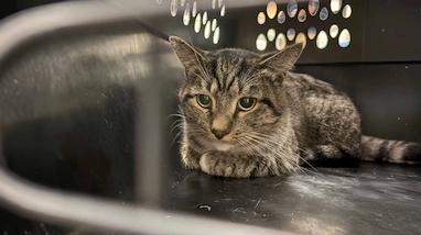 کشف هولناک ۴۰ بچه گربه در فریزر و شرایط غیربهداشتی