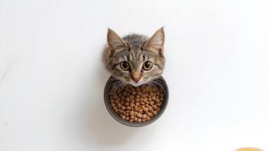 روزانه چقدر غذا باید به گربه‌ام بدهم؟