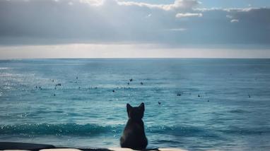 وقتی خونه نیستی گربت دلش برات تنگ میشه؟